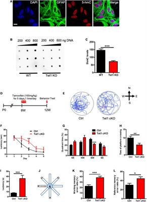 Tet1 Regulates Astrocyte Development and Cognition of Mice Through Modulating GluA1